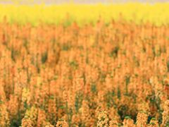 -中国天府农业博览园