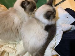 -猫色咖啡·猫咖