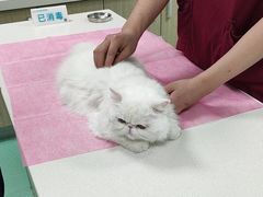-北京观赏动物医院·24小时大型综合·猫专科·异宠专科