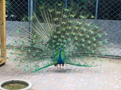 -长白岛森林公园