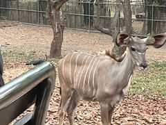 -清迈夜间动物园