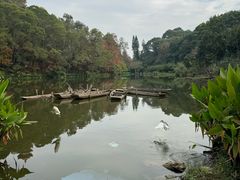 -深圳仙湖植物园