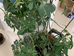 -邵汇大虾(吉林大路店)