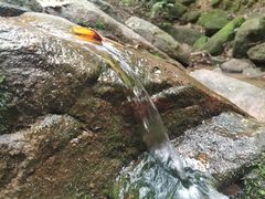 -火炉山森林公园