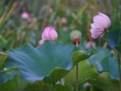 -动邦皮划艇·桨板·独木舟·团建户外运动俱乐部