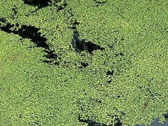 -渌洋湖湿地公园