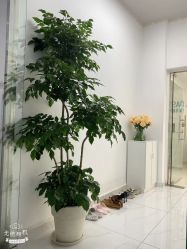 -安那般那皮肤年轻化ANAPANA