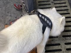 -星鸿社重庆老火锅