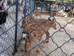 -长白岛森林公园