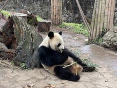 -都江堰中华大熊猫苑