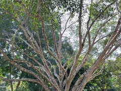 -中国科学院西双版纳热带植物园