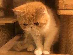 -more than meow吴止猫主题餐厅(承德 中船汇店)