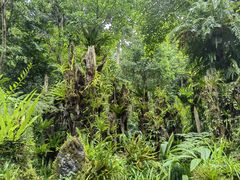 -深圳仙湖植物园