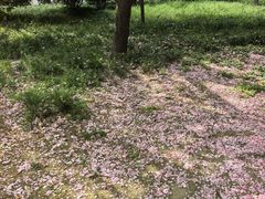 -唐城墙遗址公园