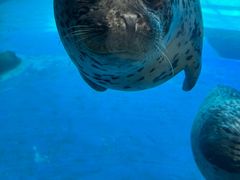 -合肥海洋世界
