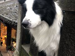-磁器口古镇