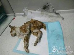 盛京一禾-盛京一禾