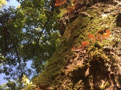 -桂林独秀峰王城景区