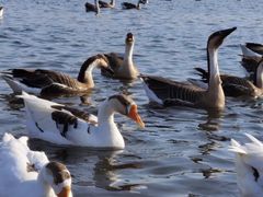 -长白岛森林公园