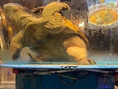 -魏铭鱼头捞饭(晋阳路店)