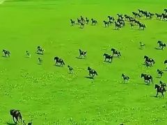-新疆那拉提国家旅游度假区