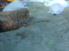 -芜湖新华联大白鲸海洋公园