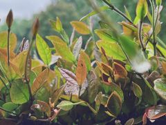 -野蔓果·山野菜(西湖景区·龙井茶田店)