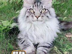 -十年猫舍·猫咪专门店(普陀店)