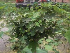 -洪湖家庭农场·团建·露营·会议