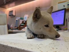 -宠爱国际动物医院·消化内科·心肾内科·ISFM猫友好(望京店)