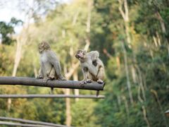 -西双版纳原始森林公园