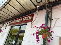 -油梨树AVOCADO TREE(顺义新国展店)