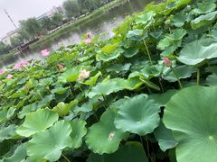 -西海子公园