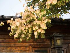 -华山御温泉度假村