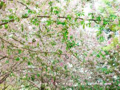 -郑州中国绿化博览园