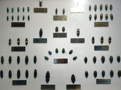 -上海昆虫博物馆