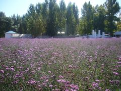 -北京东方普罗旺斯薰衣草庄园