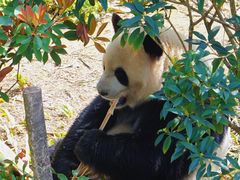 -成都大熊猫繁育研究基地