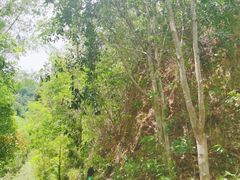 -西双版纳原始森林公园