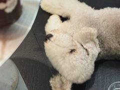 -Dogi&kiki Coffee(中心商务大厦店)