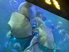 -合肥海洋世界