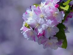 -海棠花溪(元大都城垣遗址公园)
