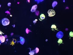 -珠海长隆海洋王国