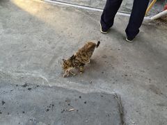 -星鹿农家乐·烤鸡·柴火鸡·团建