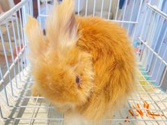 -怪兽屋·羊驼·猫咖·狗咖(俊华广场店)