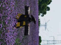 -紫颐香薰山谷景区