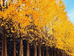 -永定河休闲森林公园