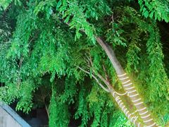 -范饭椰林川湘味海鲜·椰子鸡(三亚湾椰梦长廊店)