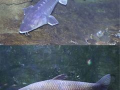 -江和美海洋公园