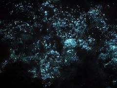 -怀托摩萤火虫洞